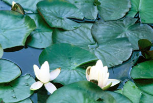 lotus flowers